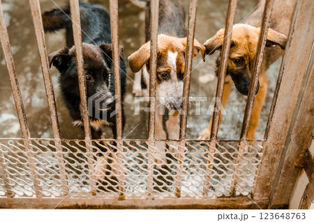 An unhappy homeless dog is in a filthy kennel at the shelter, gazing mournfully 123648763