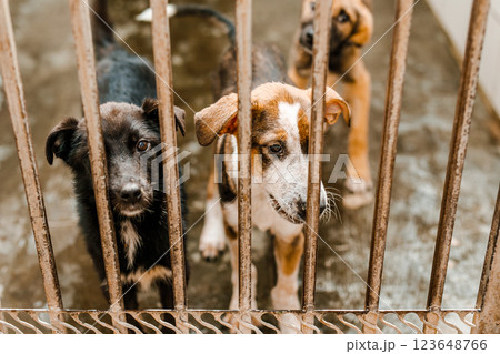 An unhappy homeless dog is in a filthy kennel at the shelter, gazing mournfully 123648766