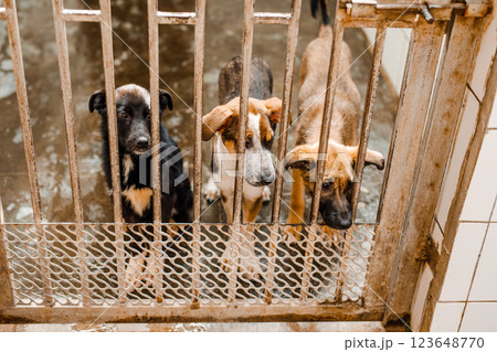 A miserable stray dog is sitting in a soiled cage at the shelter, staring sadly A miserable stray dog is sitting in a soiled cage at the shelter, staring sadly 123648770