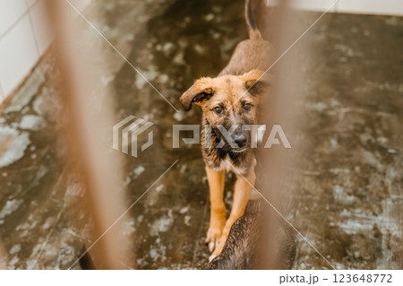 A sorrowful stray dog sits in a grimy cage in the shelter, looking pitiful 123648772