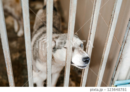 A miserable stray dog is sitting in a soiled cage at the shelter, staring sadly A miserable stray dog is sitting in a soiled cage at the shelter, staring sadly 123648781