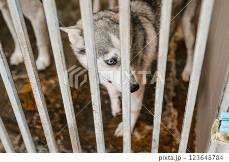 A sad stray dog sits in a dirty cage at the shelter, looking forlorn 123648784