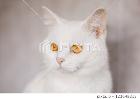 A suffering homeless cat sits in the shelter, looking mournfully and waiting for a family 123648815