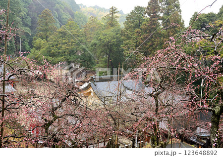 大縣神社 梅園 大縣神社 梅園 123648892
