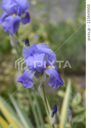 Variegated Dalmatian Iris Variegated Dalmatian Iris 123649008