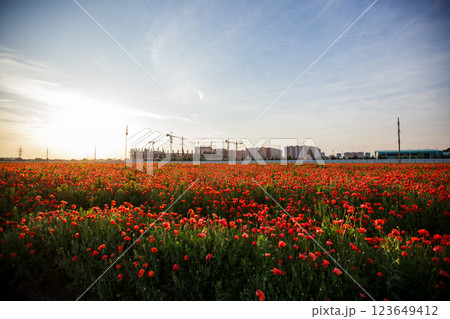 Bright red poppy field in front of a large stadium under construction in Krasnodar Bright red poppy field in front of a large stadium under construction in Krasnodar 123649412