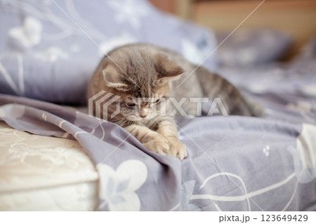 Small gray lop-eared British kitten plays on the bed at home 123649429