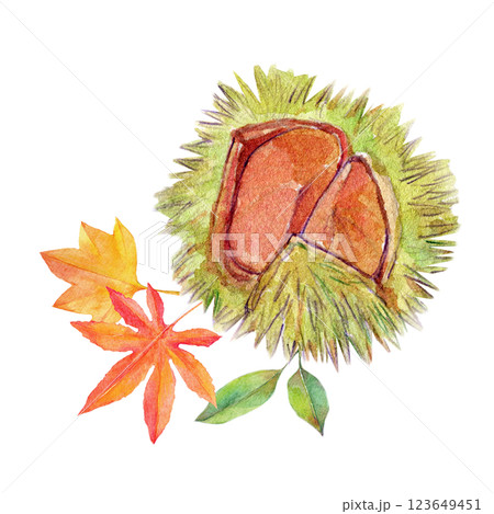 水彩イラスト　秋の実りと紅葉 123649451
