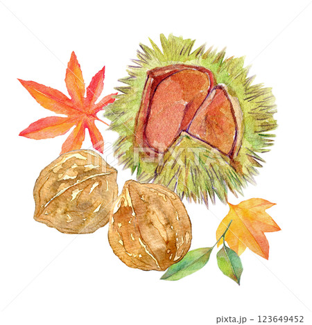 水彩イラスト 秋の実りと紅葉 水彩イラスト 秋の実りと紅葉 123649452