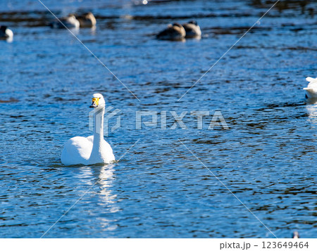 首都圏の荒川で越冬する優雅で美しい白鳥たち 首都圏の荒川で越冬する優雅で美しい白鳥たち 123649464