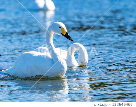 首都圏の荒川で越冬する優雅で美しい白鳥たち 123649469