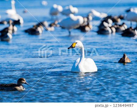 首都圏の荒川で越冬する優雅で美しい白鳥たち 123649497
