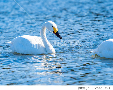 首都圏の荒川で越冬する優雅で美しい白鳥たち 首都圏の荒川で越冬する優雅で美しい白鳥たち 123649504