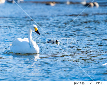 首都圏の荒川で越冬する優雅で美しい白鳥たち 首都圏の荒川で越冬する優雅で美しい白鳥たち 123649512