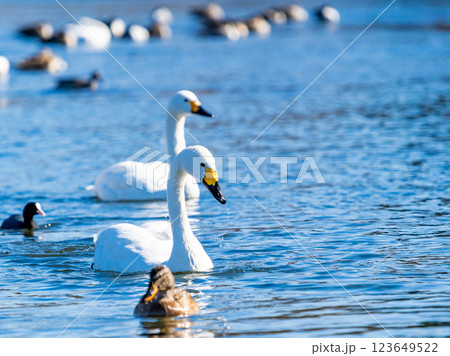 首都圏の荒川で越冬する優雅で美しい白鳥たち 123649522