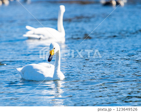 首都圏の荒川で越冬する優雅で美しい白鳥たち 123649526