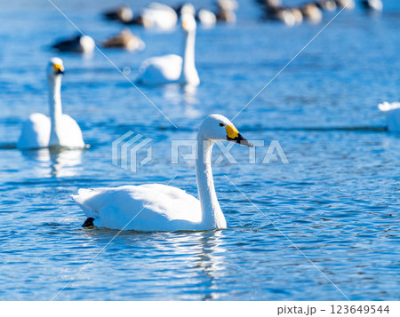 首都圏の荒川で越冬する優雅で美しい白鳥たち 123649544