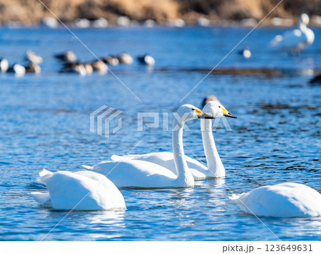 首都圏の荒川で越冬する優雅で美しい白鳥たち 123649631