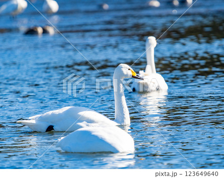 首都圏の荒川で越冬する優雅で美しい白鳥たち 123649640