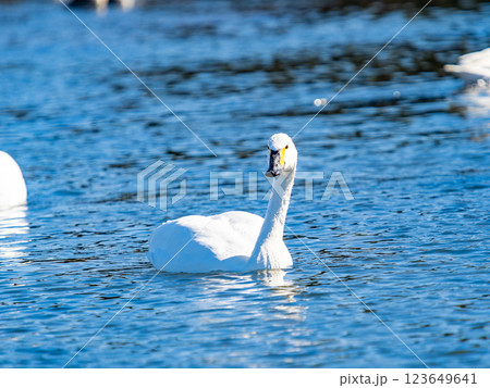 首都圏の荒川で越冬する優雅で美しい白鳥たち 首都圏の荒川で越冬する優雅で美しい白鳥たち 123649641
