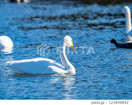 首都圏の荒川で越冬する優雅で美しい白鳥たち 123649642