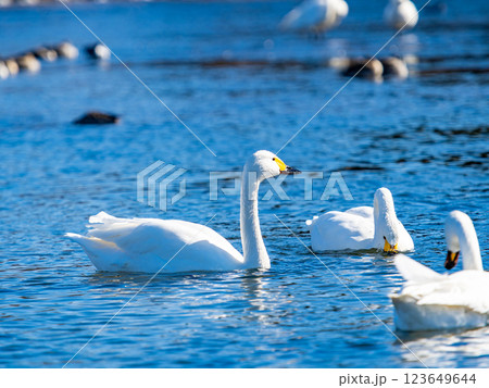 首都圏の荒川で越冬する優雅で美しい白鳥たち 123649644