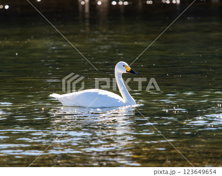 首都圏の荒川で越冬する優雅で美しい白鳥たち 首都圏の荒川で越冬する優雅で美しい白鳥たち 123649654