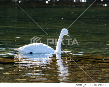 首都圏の荒川で越冬する優雅で美しい白鳥たち 首都圏の荒川で越冬する優雅で美しい白鳥たち 123649655