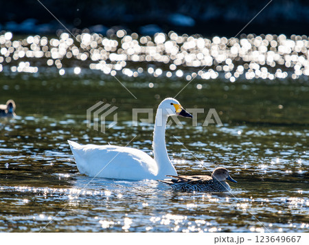 首都圏の荒川で越冬する優雅で美しい白鳥たち 首都圏の荒川で越冬する優雅で美しい白鳥たち 123649667
