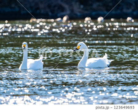 首都圏の荒川で越冬する優雅で美しい白鳥たち 123649693