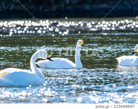 首都圏の荒川で越冬する優雅で美しい白鳥たち 123649697