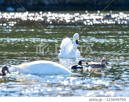 首都圏の荒川で越冬する優雅で美しい白鳥たち 首都圏の荒川で越冬する優雅で美しい白鳥たち 123649700