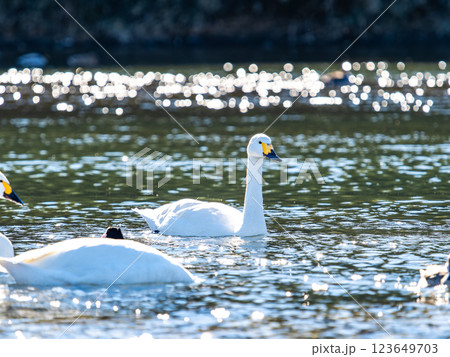 首都圏の荒川で越冬する優雅で美しい白鳥たち 123649703