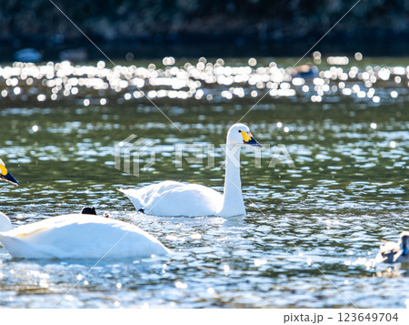 首都圏の荒川で越冬する優雅で美しい白鳥たち 123649704