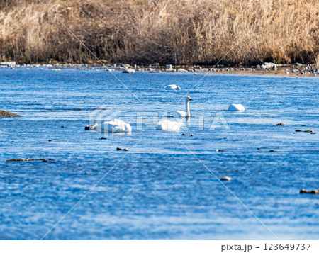 首都圏の荒川で越冬する優雅で美しい白鳥たち 123649737