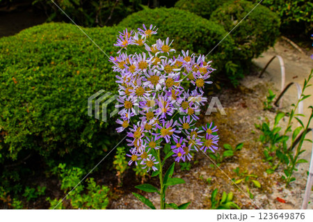 【京都風景】詩仙堂　10月の花（酔芙蓉、紫苑、キキョウ等） 123649876