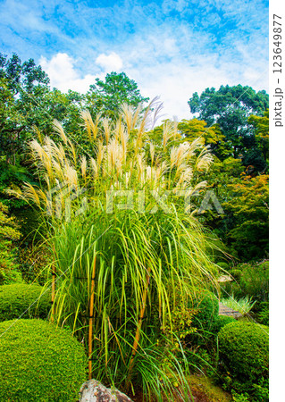 【京都風景】詩仙堂 10月の花(酔芙蓉、紫苑、キキョウ等) 【京都風景】詩仙堂 10月の花(酔芙蓉、紫苑、キキョウ等) 123649877