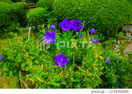 【京都風景】詩仙堂 10月の花(酔芙蓉、紫苑、キキョウ等) 【京都風景】詩仙堂 10月の花(酔芙蓉、紫苑、キキョウ等) 123649886