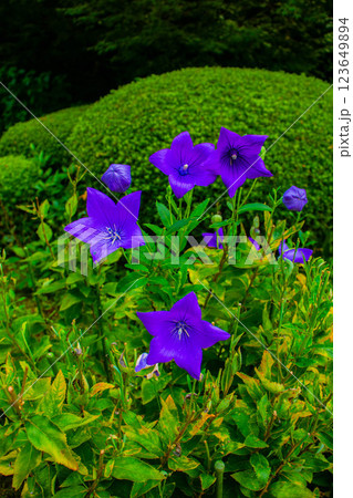 【京都風景】詩仙堂 10月の花(酔芙蓉、紫苑、キキョウ等) 【京都風景】詩仙堂 10月の花(酔芙蓉、紫苑、キキョウ等) 123649894