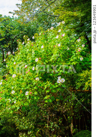 【京都風景】詩仙堂　10月の花（酔芙蓉、紫苑、キキョウ等） 123649901