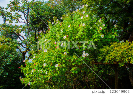【京都風景】詩仙堂 10月の花(酔芙蓉、紫苑、キキョウ等) 【京都風景】詩仙堂 10月の花(酔芙蓉、紫苑、キキョウ等) 123649902