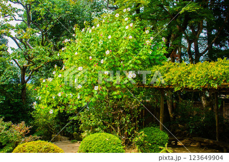 【京都風景】詩仙堂　10月の花（酔芙蓉、紫苑、キキョウ等） 123649904
