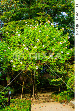 【京都風景】詩仙堂 10月の花(酔芙蓉、紫苑、キキョウ等) 【京都風景】詩仙堂 10月の花(酔芙蓉、紫苑、キキョウ等) 123649911