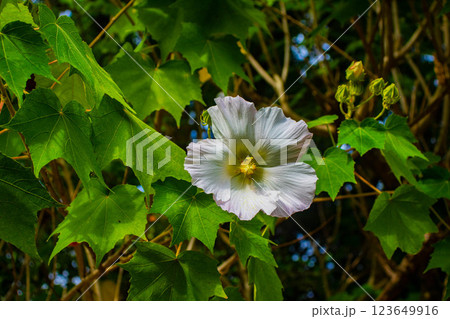 【京都風景】詩仙堂 10月の花(酔芙蓉、紫苑、キキョウ等) 【京都風景】詩仙堂 10月の花(酔芙蓉、紫苑、キキョウ等) 123649916