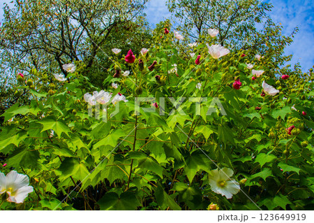 【京都風景】詩仙堂　10月の花（酔芙蓉、紫苑、キキョウ等） 123649919