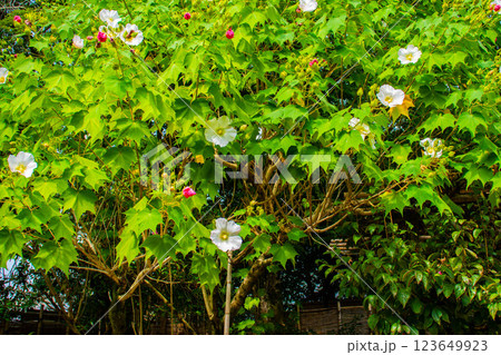 【京都風景】詩仙堂 10月の花(酔芙蓉、紫苑、キキョウ等) 【京都風景】詩仙堂 10月の花(酔芙蓉、紫苑、キキョウ等) 123649923