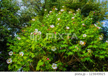【京都風景】詩仙堂 10月の花(酔芙蓉、紫苑、キキョウ等) 【京都風景】詩仙堂 10月の花(酔芙蓉、紫苑、キキョウ等) 123649925