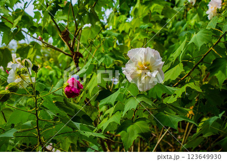 【京都風景】詩仙堂 10月の花(酔芙蓉、紫苑、キキョウ等) 【京都風景】詩仙堂 10月の花(酔芙蓉、紫苑、キキョウ等) 123649930