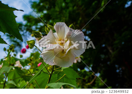 【京都風景】詩仙堂　10月の花（酔芙蓉、紫苑、キキョウ等） 123649932