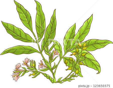 Cardamom Plant Colored Detailed Illustration. 123650375